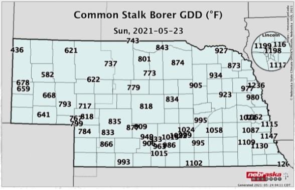 Managing Stalk Borers in Corn